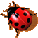 Pour visiter notre site cliquez sur la  coccinelle ...